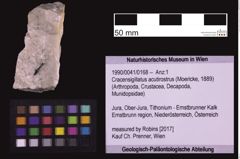 Foto (Objekt + Etiketten) von Cracensigillatus acutirostrus (Moericke, 1889) (NHMW-GEO-1990-0041-0168)